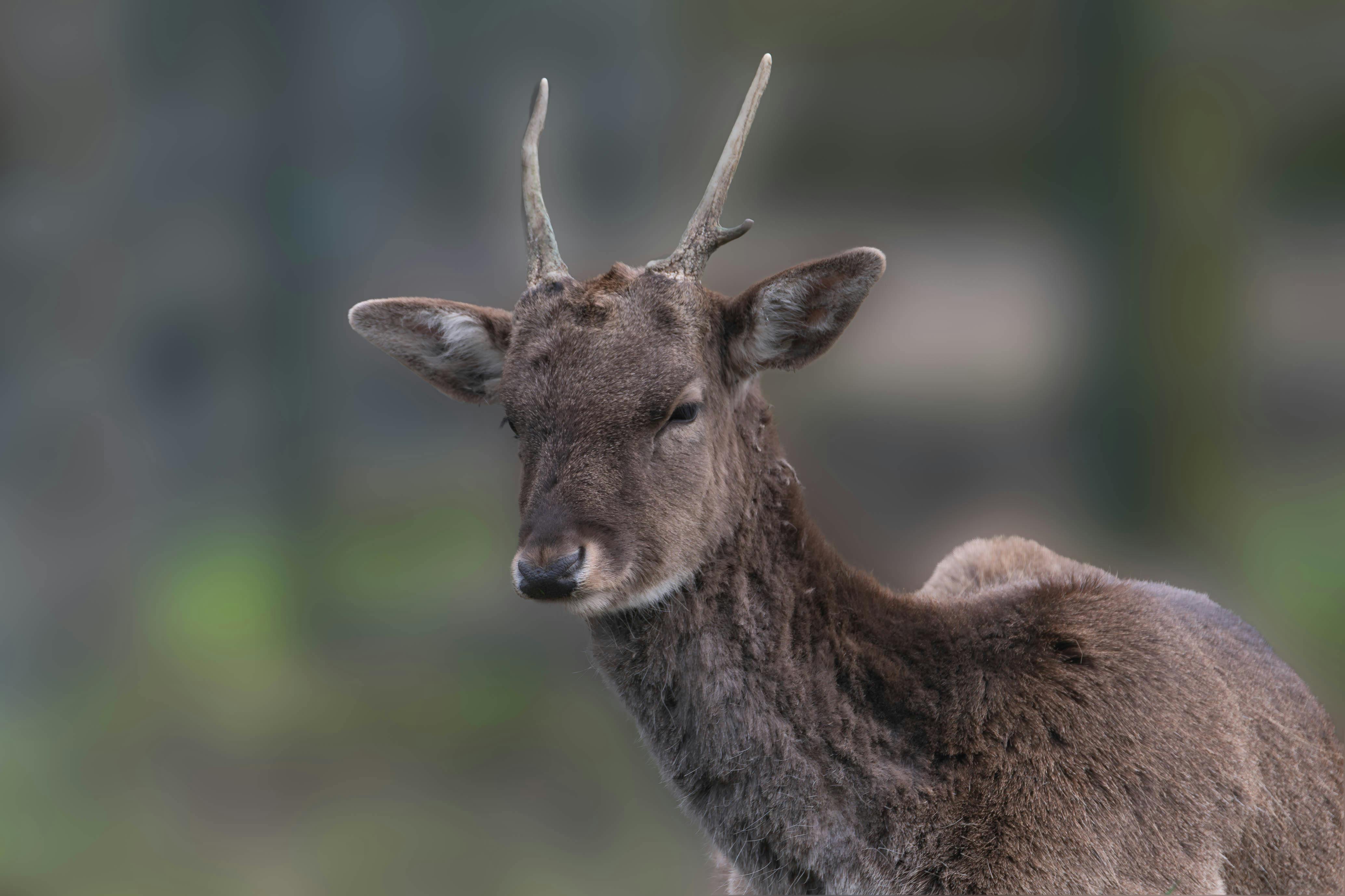 grátis Foto profissional grátis de amigo do ambiente, animais selvagens, animal Foto profissional