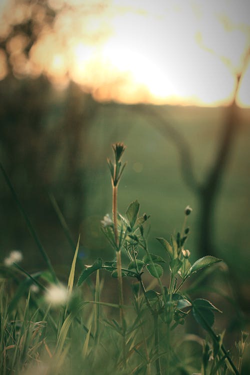 Gratis stockfoto met achtergrondlicht, bloemen, dageraad