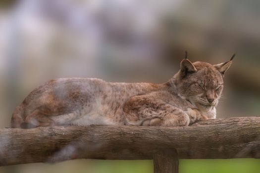 A serene scene of a lynx sleeping on a wooden log in the wild.