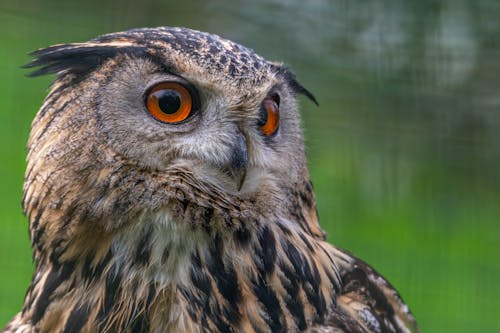 Fotobanka s bezplatnými fotkami na tému divočina, divý, hnedá