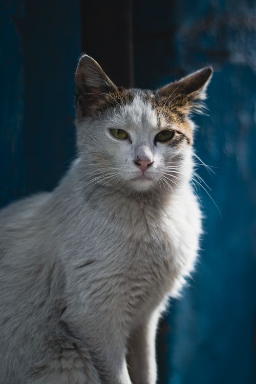 Free Capture of a white cat with brown markings in sunlight, İstanbul. Stock Photo