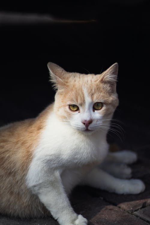 A white and orange cat sitting on the ground