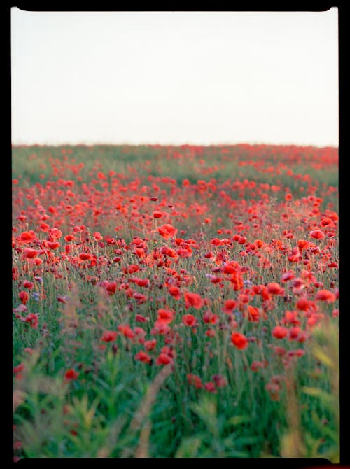 Film Photo of a Field of Poppies 