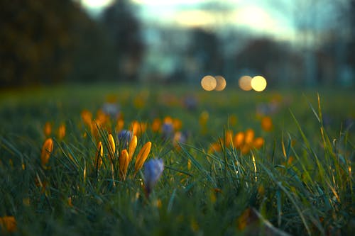 Foto stok gratis alam yang indah, awal musim semi, berkembang