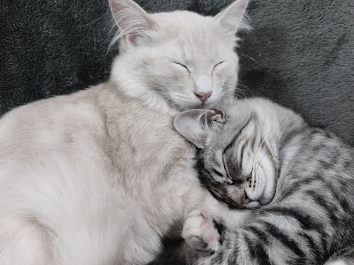 two cat friends hugging 