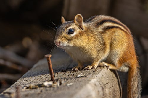 Chipmunk on Plank with Nail