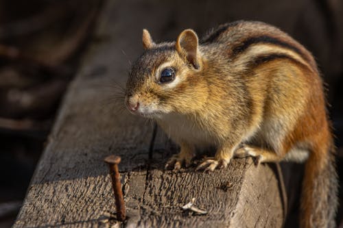 Chipmunk on a Log in Sunlight 