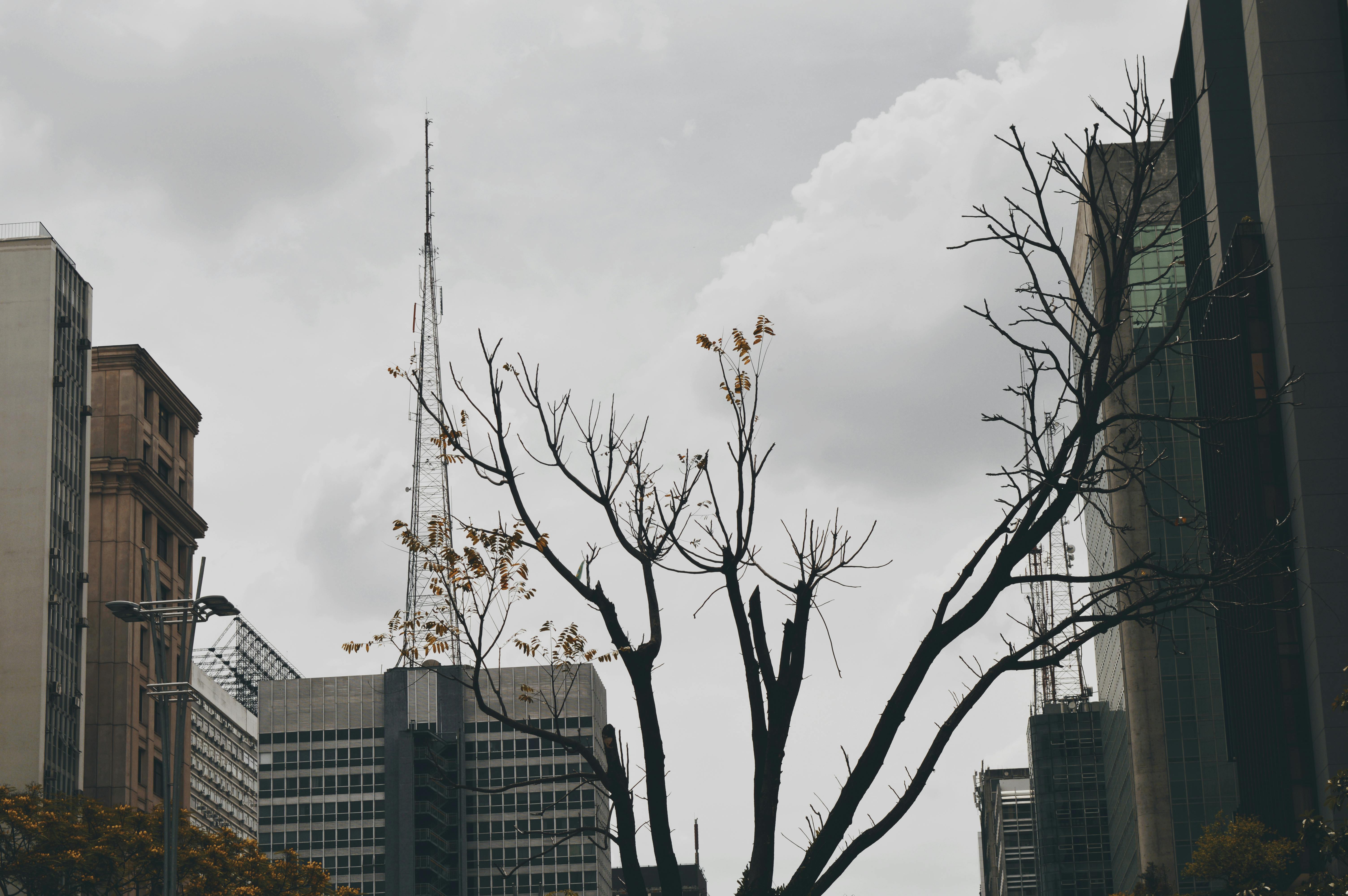 Free stock photo of dried flowers, dried plants
