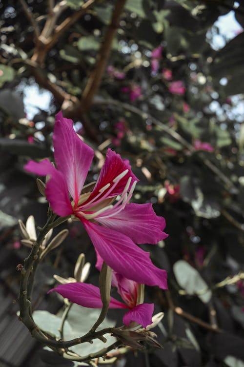 Fotografia De Close Up De Flores De Pétalas Rosa