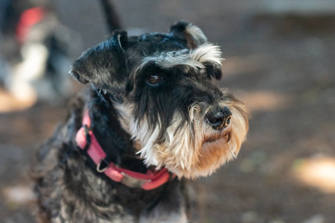 A black and white dog with a pink collar