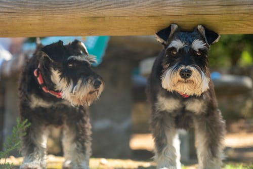 Two small dogs are standing under a wooden bench
