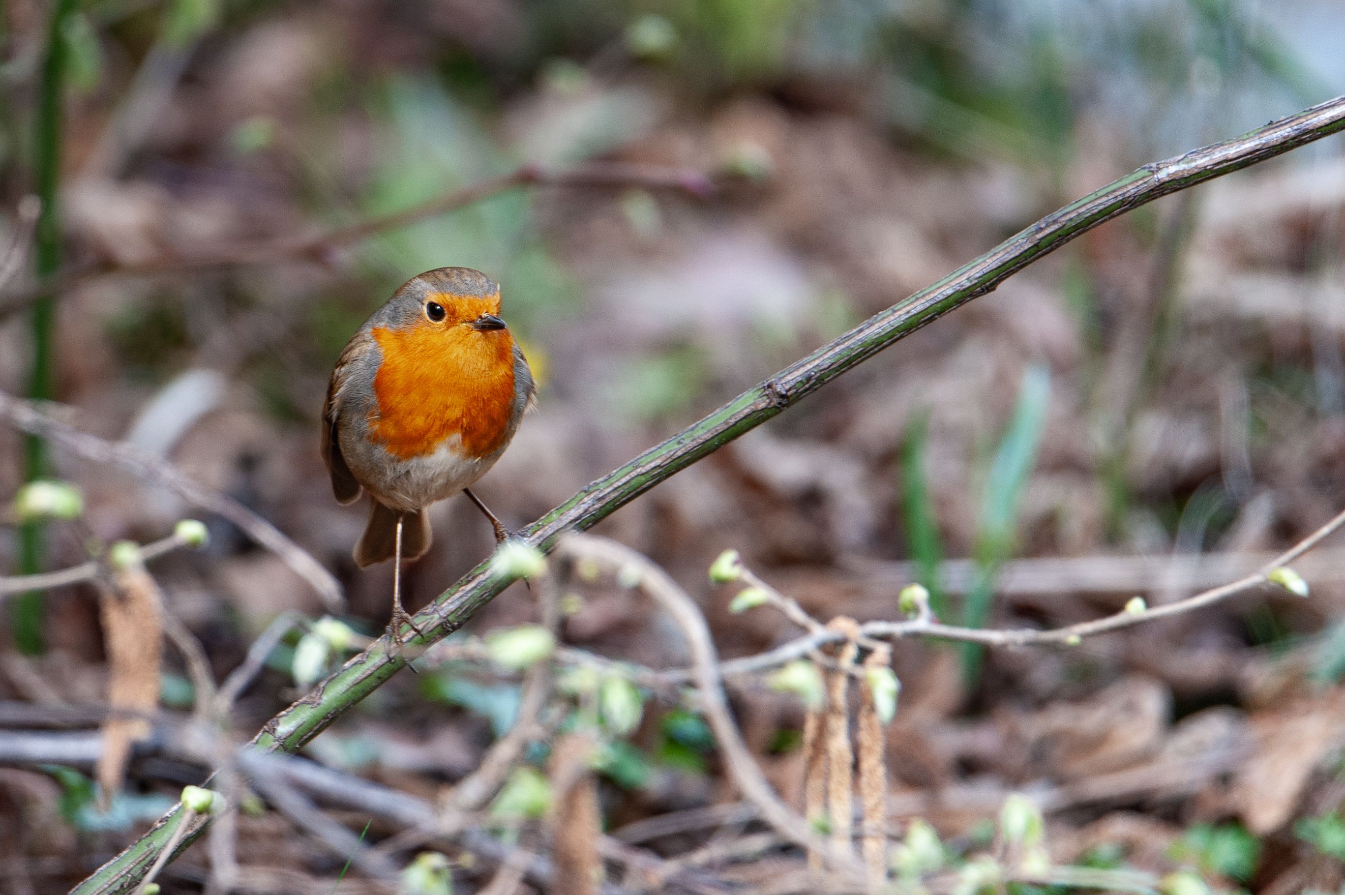 European Robin in Nature · Free Stock Photo