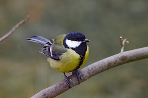 Great Tit Bird
