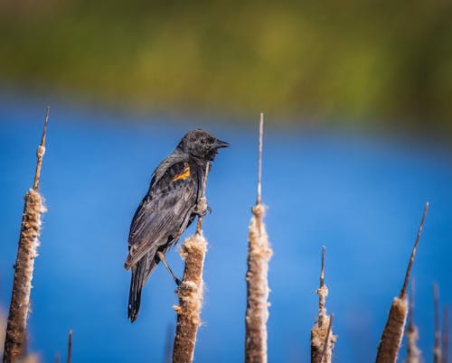 Kostenloses Stock Foto zu amsel, draußen, feder