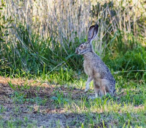 乾草地, 兔子, 動物 的 免费素材图片