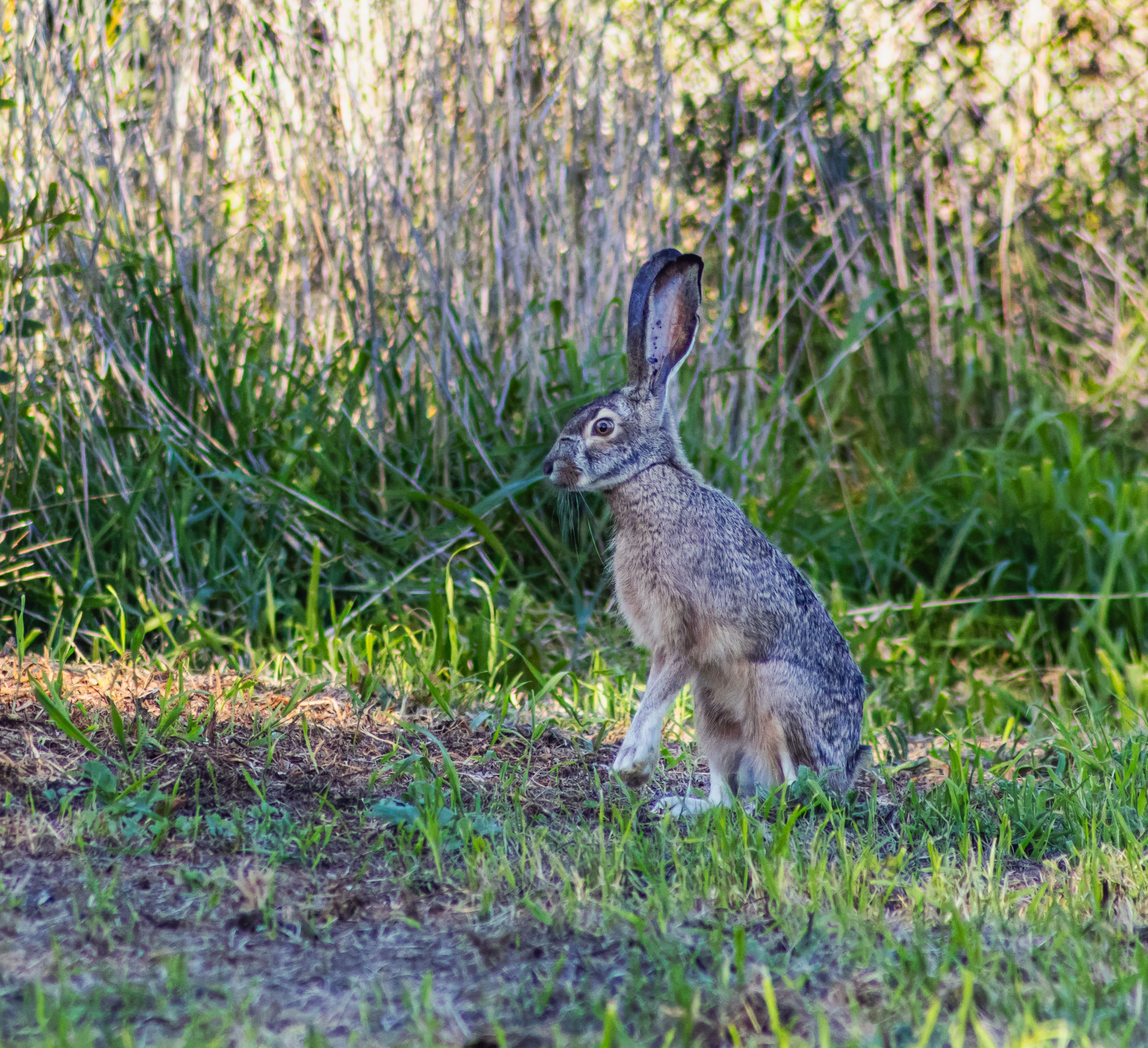 Hare in Nature · Free Stock Photo