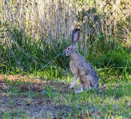 Kostenloses Stock Foto zu außerorts, gras, hase