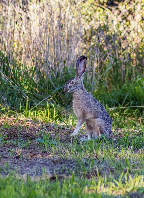 Kostenloses Stock Foto zu außerorts, gras, hase