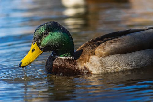 A duck with a yellow beak is swimming in the water