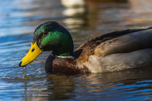 Free Close-up of a mallard duck with vibrant plumage swimming on a calm lake. Stock Photo