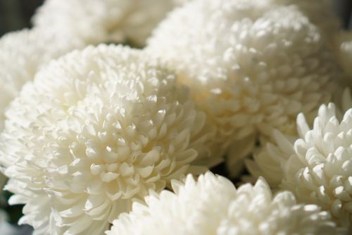 Free Elegant cluster of white chrysanthemums under soft natural light, showcasing delicate petals. Stock Photo