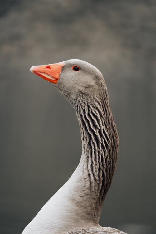 A close up of a goose with a long neck