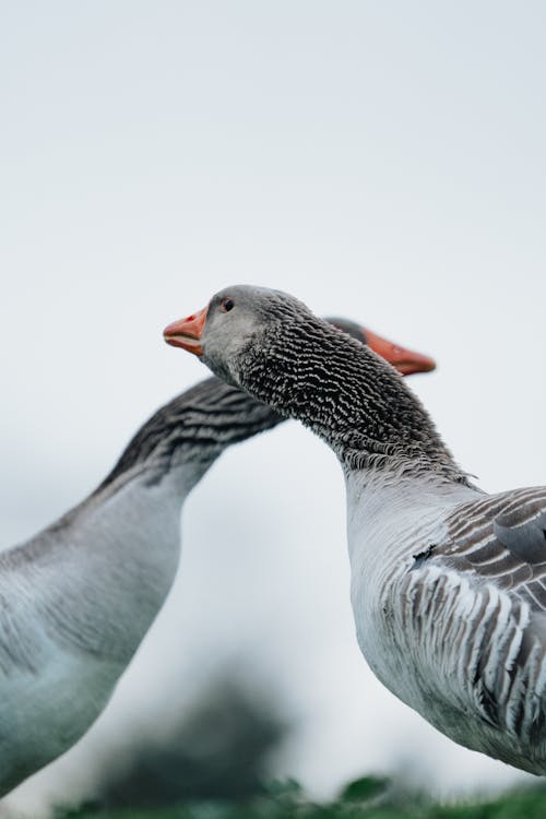 Two geese standing next to each other in a field