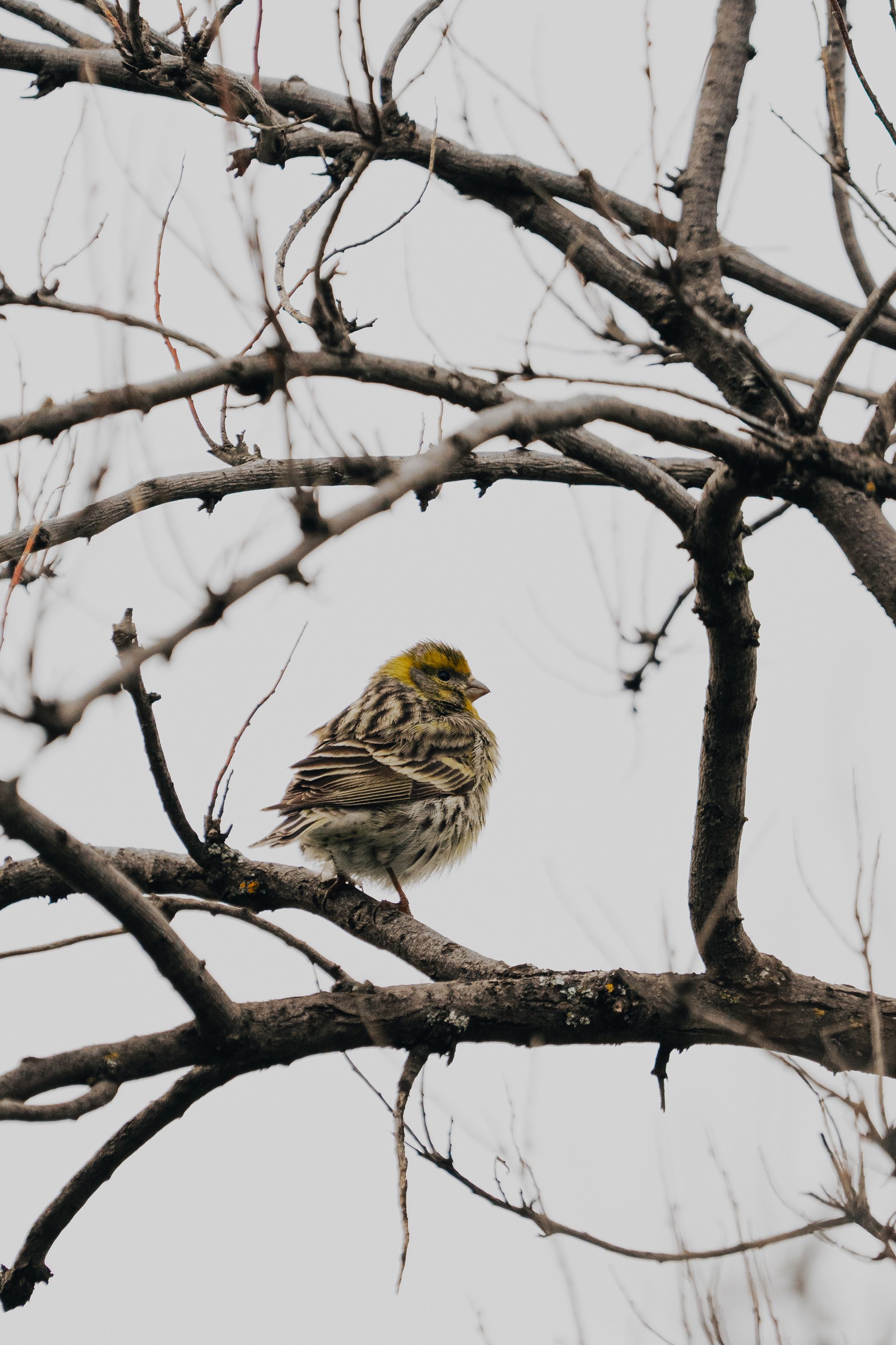 A European Serin bird sits on a bare tree branch during winter, showcasing nature's beauty.