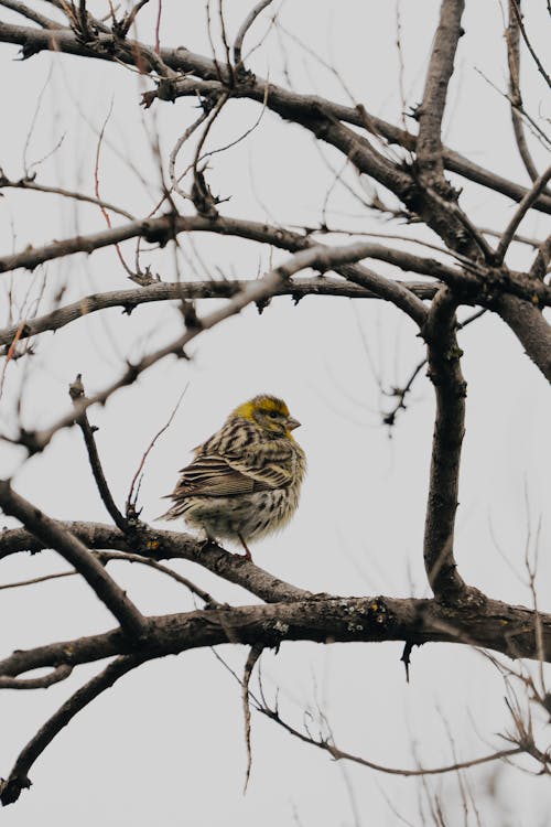 A small bird sitting on a tree branch