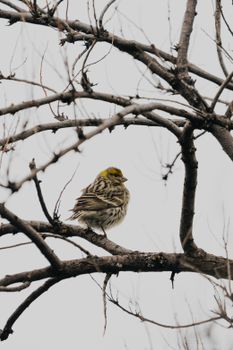 A European Serin bird sits on a bare tree branch during winter, showcasing nature's beauty.