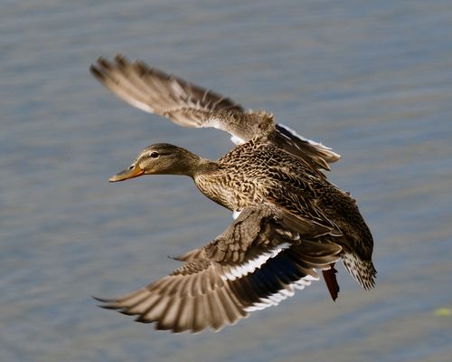 Free Close-up of a mallard duck in flight above a serene lake in Decatur, Alabama. Stock Photo