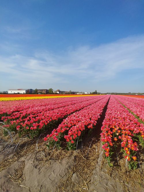 Free Explore the colorful expanses of tulip fields in Amsterdam, capturing nature's beauty and rural charm. Stock Photo