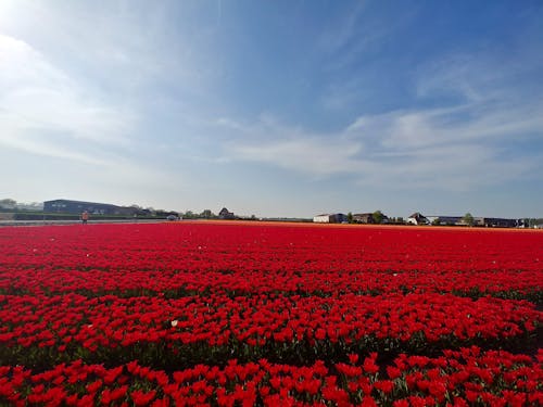 Immagine gratuita di tulipani da giardino, tulipani rossi
