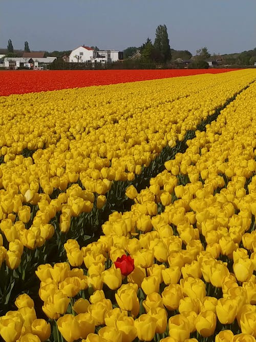 Ảnh lưu trữ miễn phí về Hà Lan, hoa tulip đỏ, hoa tulip màu vàng