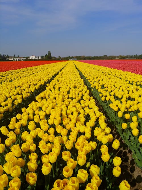 꽃, 노란 튤립, 농경지의 무료 스톡 사진