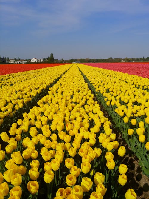 Gratis lagerfoto af bane, blomster, fjeder