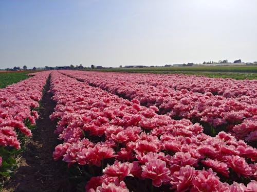 Foto stok gratis amsterdam, Belanda, berwarna merah muda
