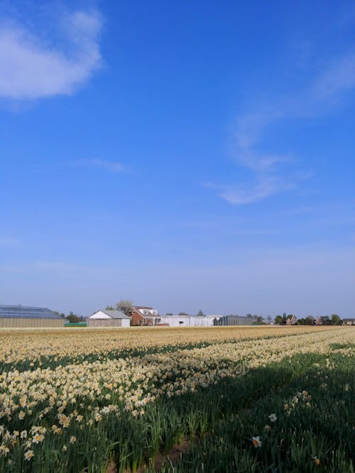 Imagine de stoc gratuită din câmp, fotografiere verticală, la țară