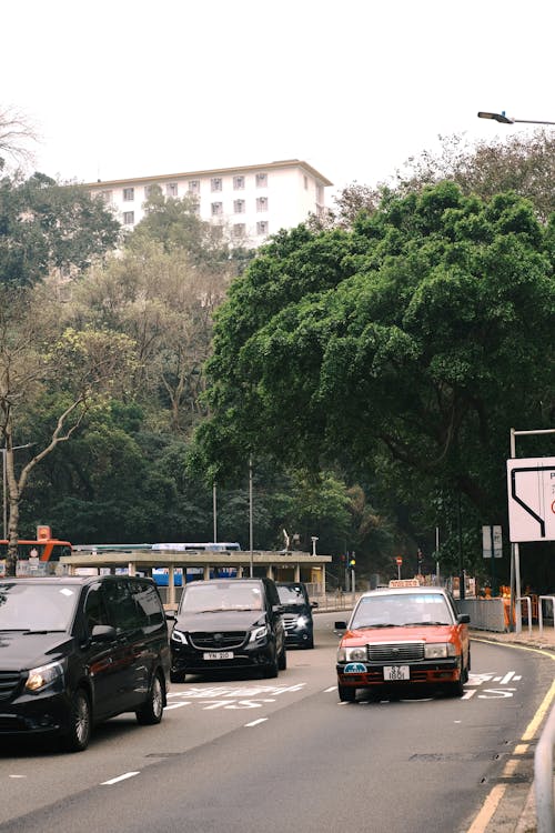 Fotos de stock gratuitas de arboles, calle, calles de la ciudad