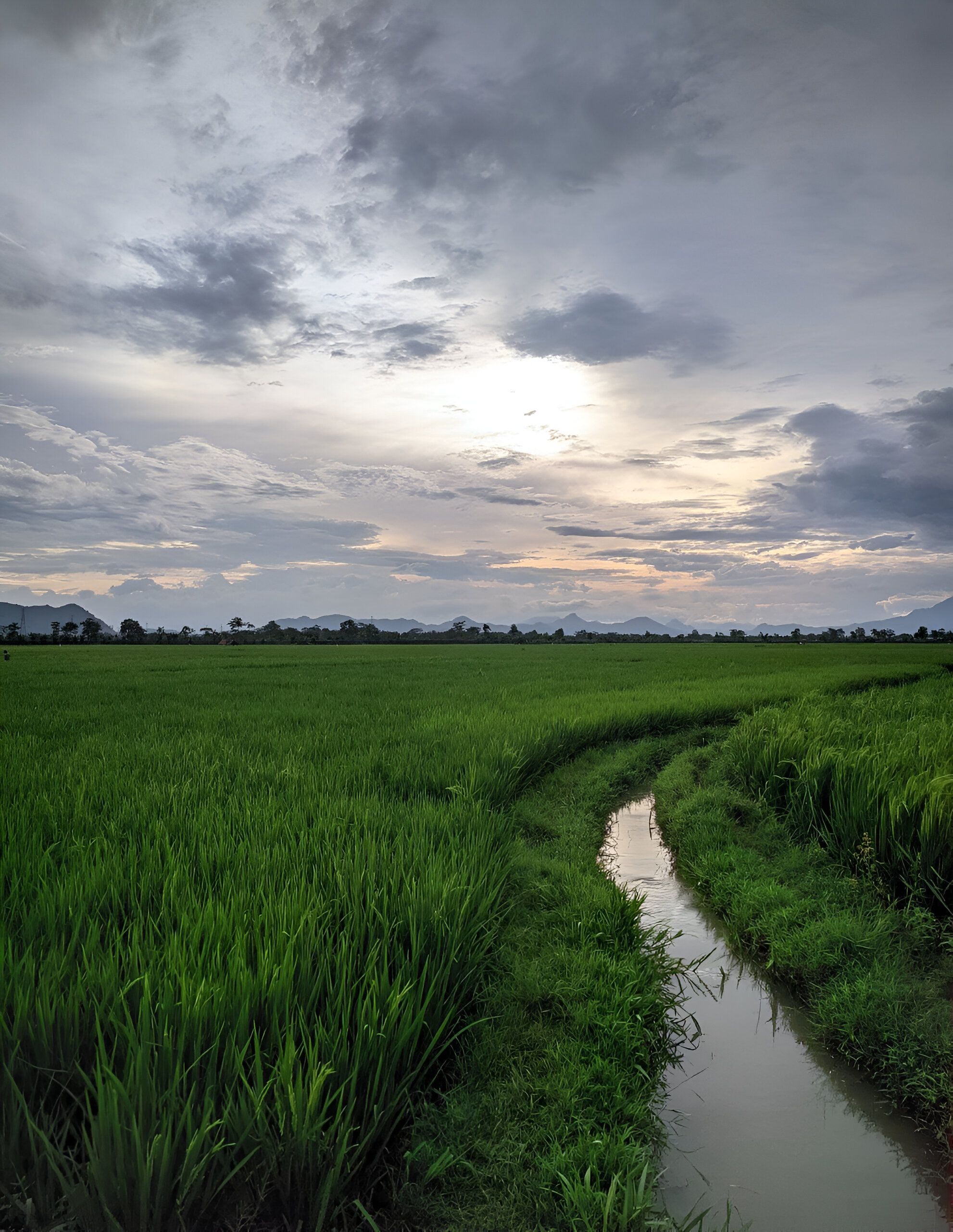 View of a Rice Field under a Cloudy Sky · Free Stock Photo