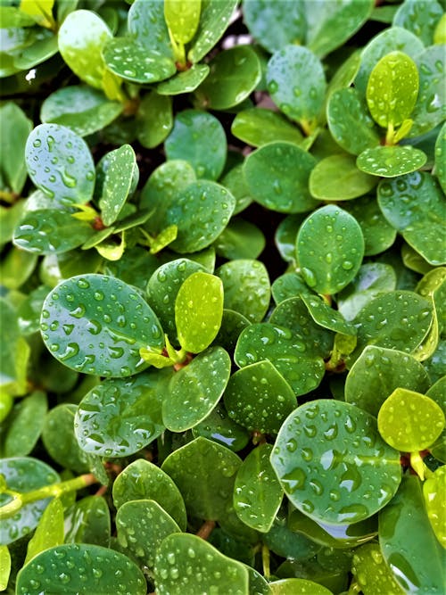 Green Leaves of Ficus