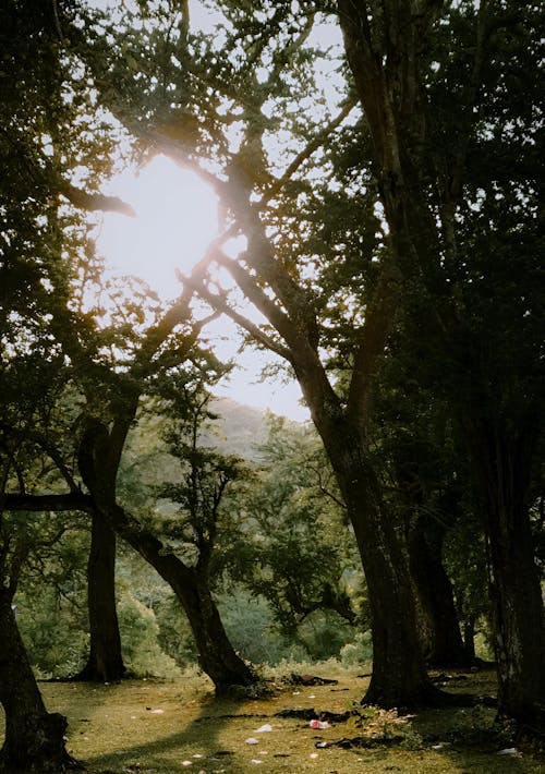 Foto stok gratis batang, hutan, pohon