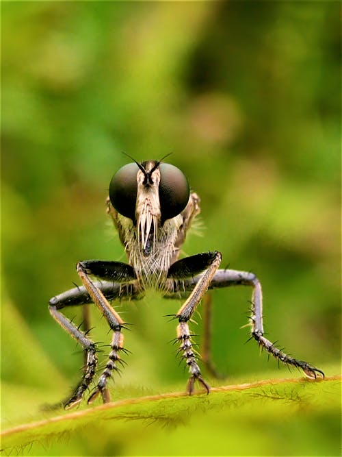 Δωρεάν στοκ φωτογραφιών με άγρια φύση, έντομο, επιλεκτική εστίαση