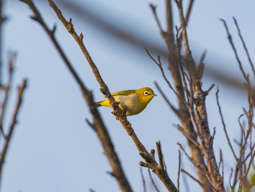 A small yellow bird sitting on a bare tree branch