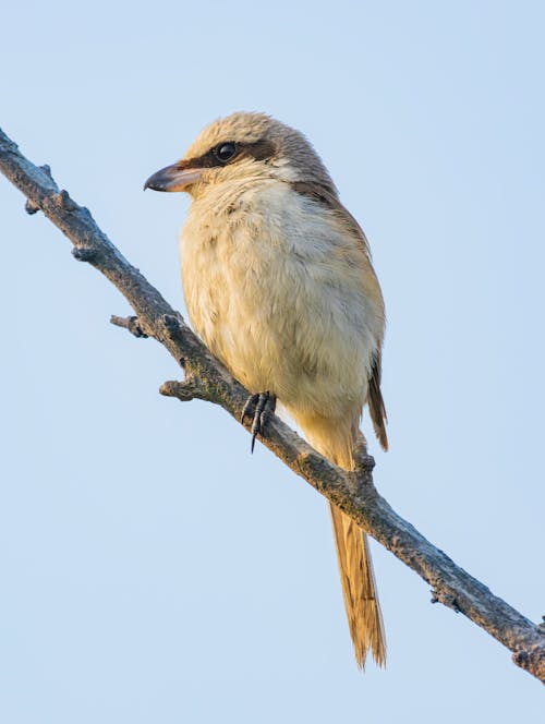 A small bird sitting on a branch