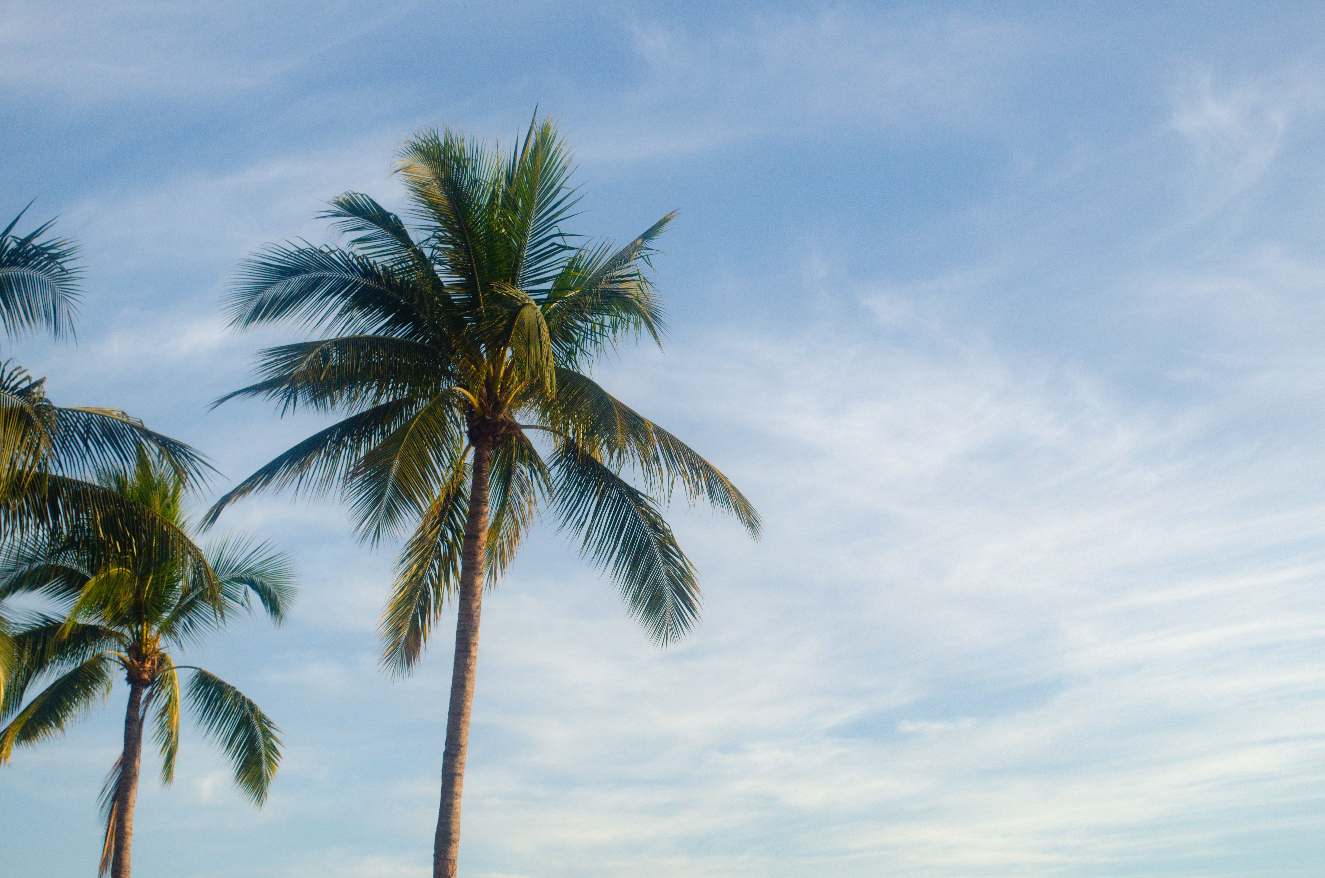 View of Palm Trees on the Background of Blue Sky with White Clouds ...