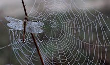 一张蜻蜓特写，停在蛛网旁的一根棍子上