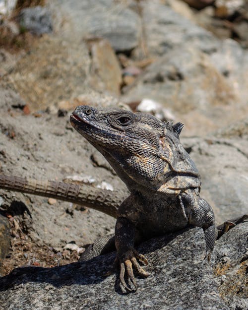 Close-up of an Iguana on a Rock in Sunlight 