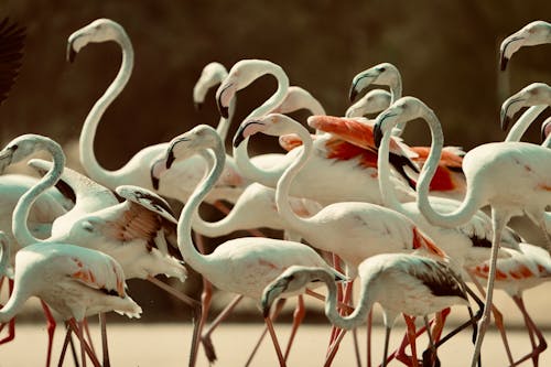 물새, 야생동물 사진, 열대의의 무료 스톡 사진