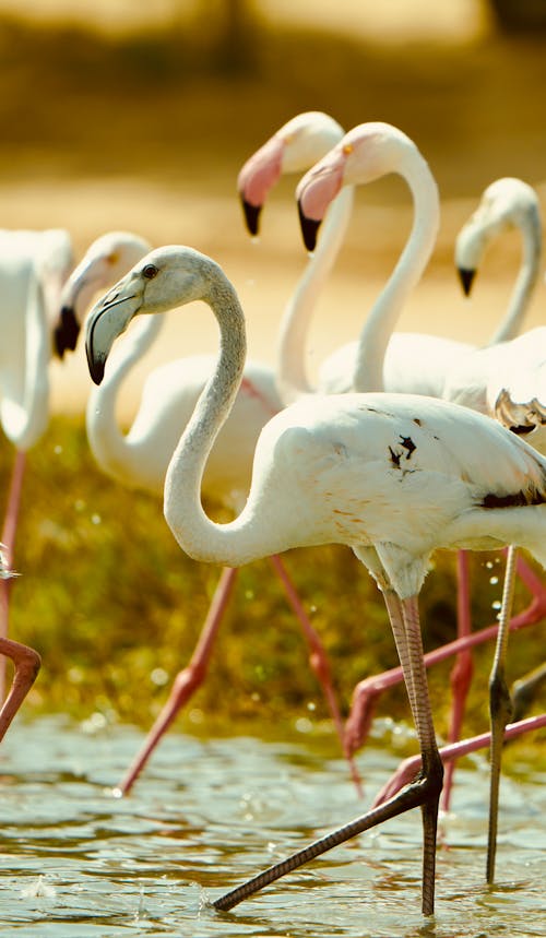 A group of flamingos standing in the water